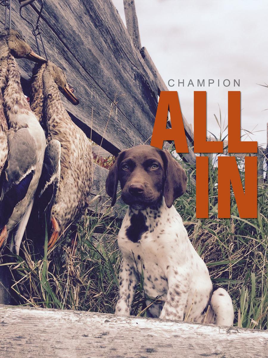 Navhda german hotsell shorthaired pointer puppies